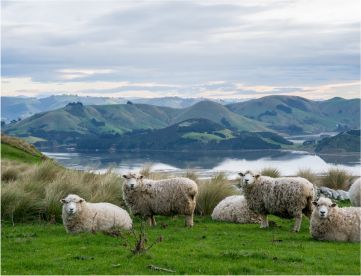 Sheep pictured among a landscape.