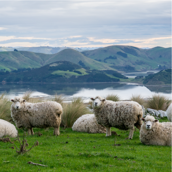 Sheep pictured among a picturesque landscape.